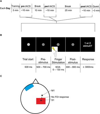 10 Hz tACS Over Somatosensory Cortex Does Not Modulate Supra-Threshold Tactile Temporal Discrimination in Humans